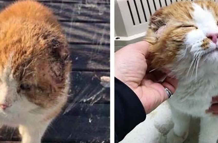  A battered, earless stray cat was finally cared for and turned into an affectionate gentleman