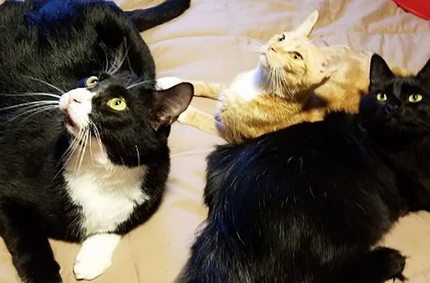  Happy story of three friendly shelter cats who were all taken into one family