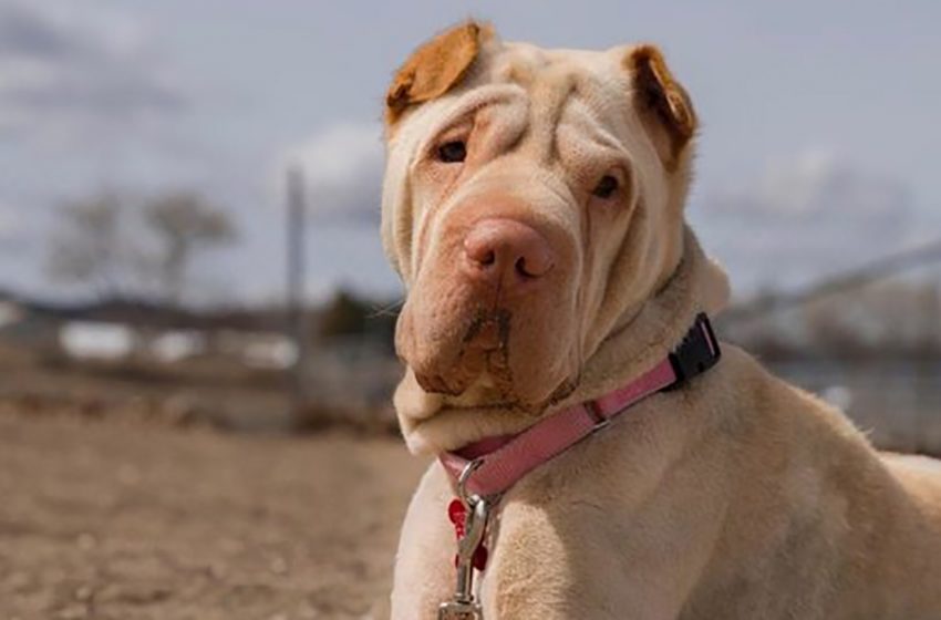  An «aggressive» dog abandoned on the tracks turned into a gentle pet after being rescued