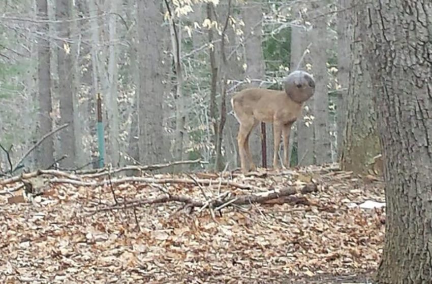  A man saw a strange creature in the forest and called rescuers