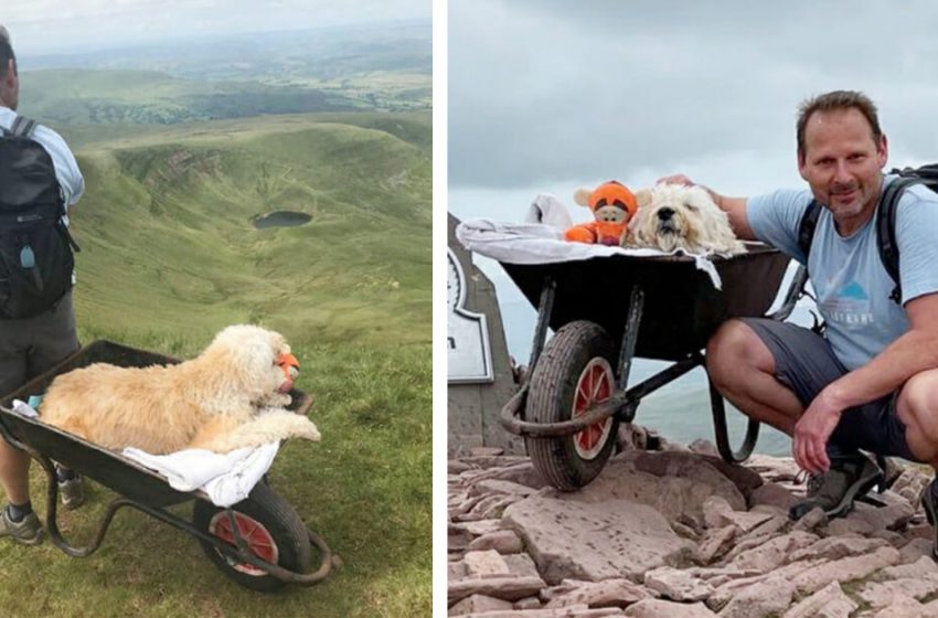  Man takes his ill dog on one last hike by pushing him in wheelbarrow