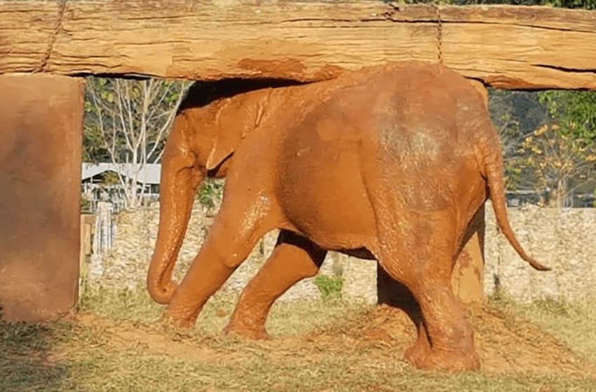  A blind elephant who has been debilitated and abused for 70 years sheds tears of relief as rescuers bring her to a safe park