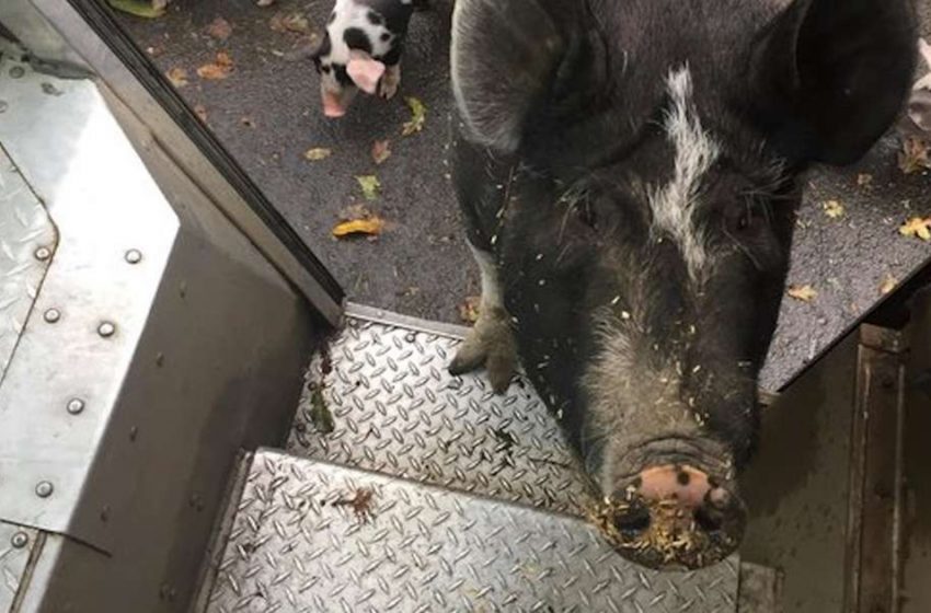  Every day this pig can’t wait to see his favorite UPS driver