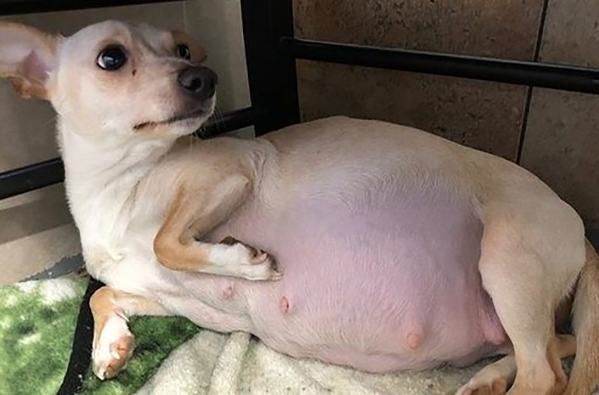  Little Chihuahua gave birth to a record number of puppies