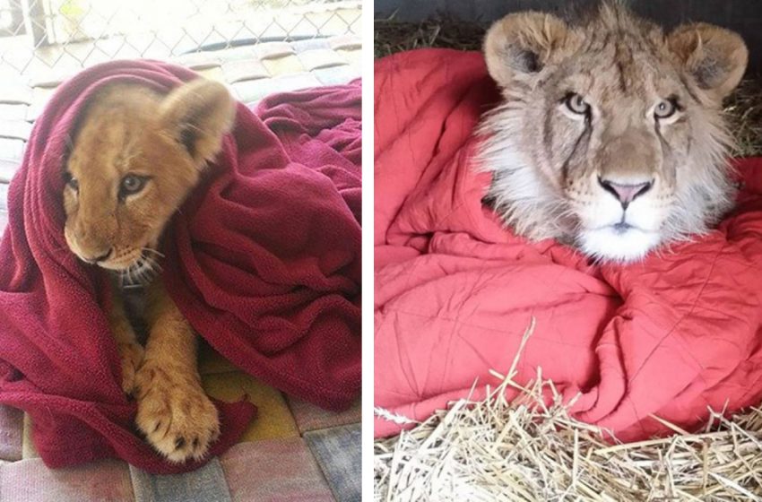  Rescued lion cub can’t sleep without his favorite blanket, even though he’s all grown up