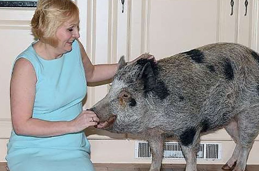  «They went from mini-pigs to giant pigs, but we still love them.»