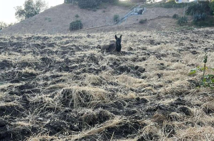  A Lady Sees A Interesting Creature On A Slope And Rapidly Calls For Offer assistance