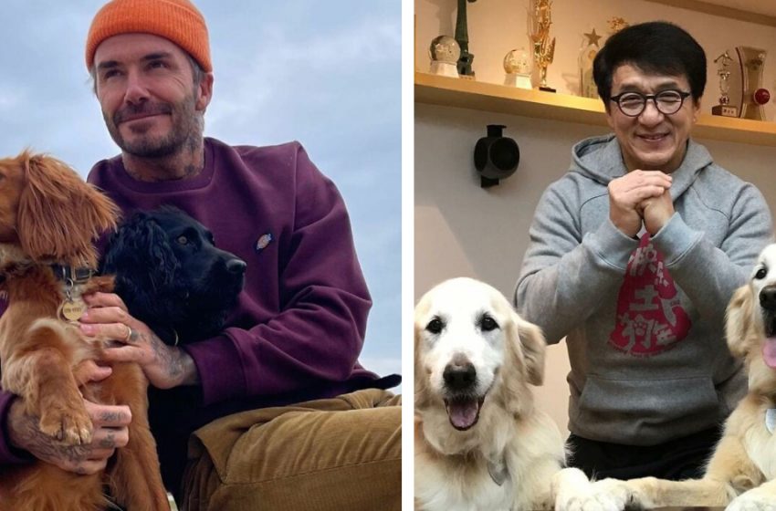  9 dog celebrities who can’t imagine life without their four-legged friend