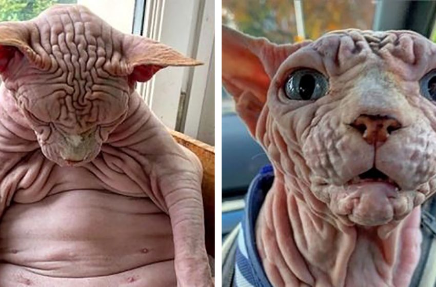  This sphinx’s name is Jerdan. He’s very wrinkled and creased, but that’s what made him a star