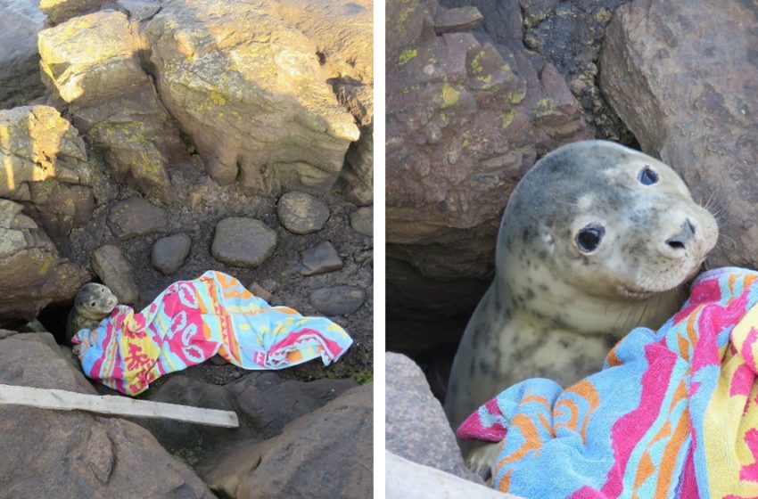  Little seal stuck in the rocks poked its head out of a hole to ask for help