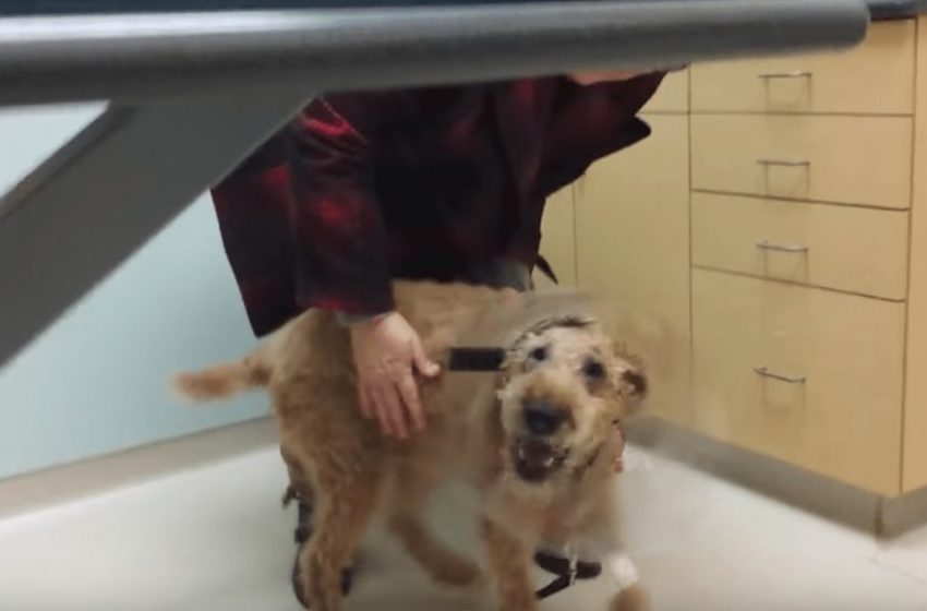  16 million people fell in love with the reaction of a blind dog who had surgery to help him see