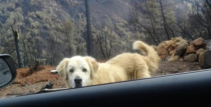  Woman Could Not Take her Doggy with Her while Evacuating from Fire. He waited for her near remains for a month