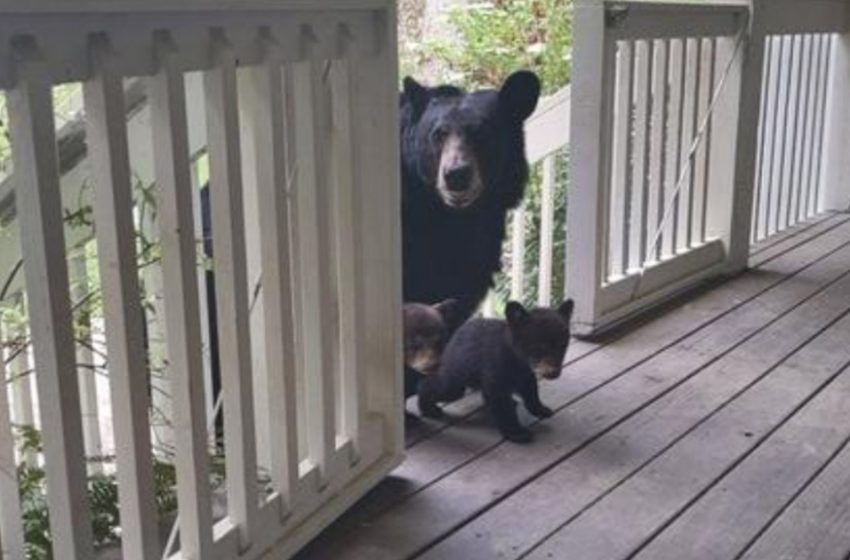  Mama bear comes with her newborn cubs to greet her beloved human