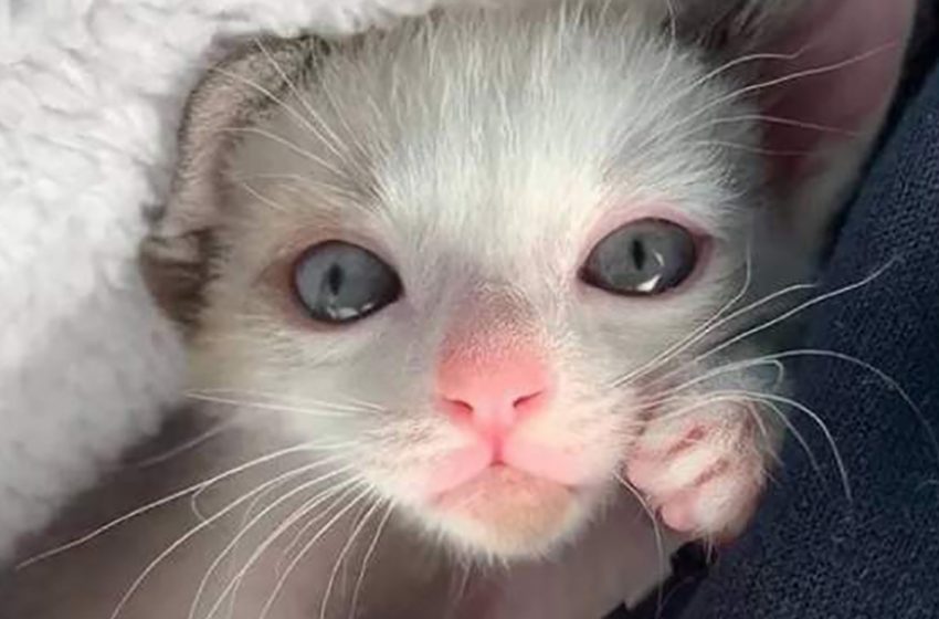 The barely survived kitten grew up and surprised everyone with its beauty