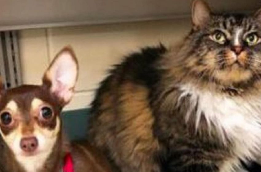  Together forever: a cat and a dog in the same carrier did not want to part