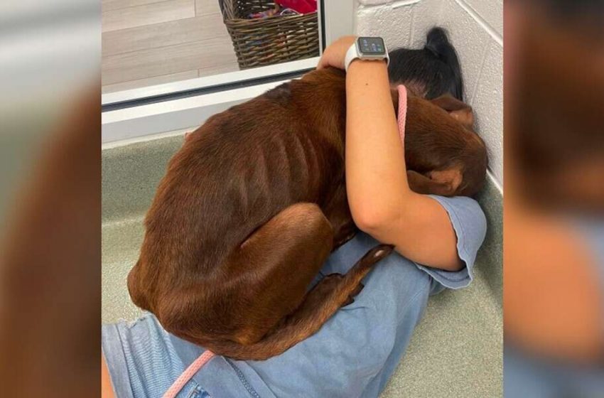  After rescue, dog stuck on highway gave rescuer biggest hug