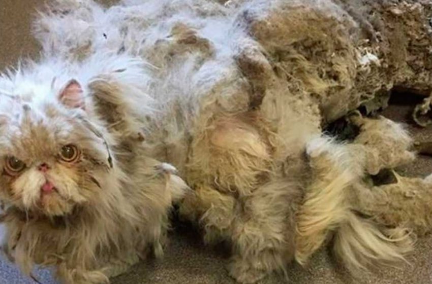  His fur was knotted into a rug and weighed as much as the cat itself