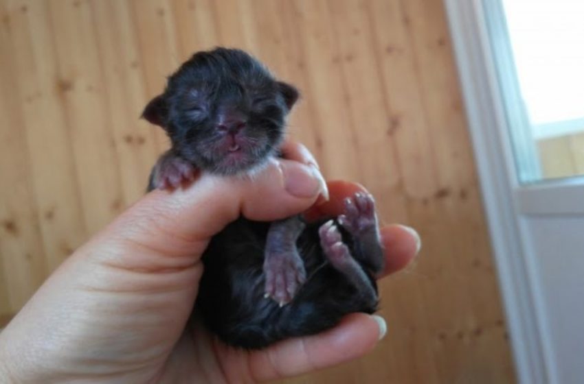  As a little kitten this cat looked perfectly normal, but later it suddenly erupted into a human face