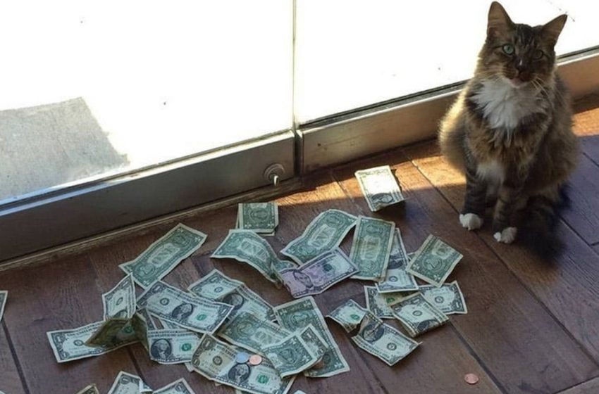  This kitty raises money for charity in an incredibly fun way