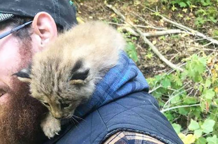  A Canadian Noticed a kitten and Decided to Help. But There is No Way to Keep a Kitty Like that at Home