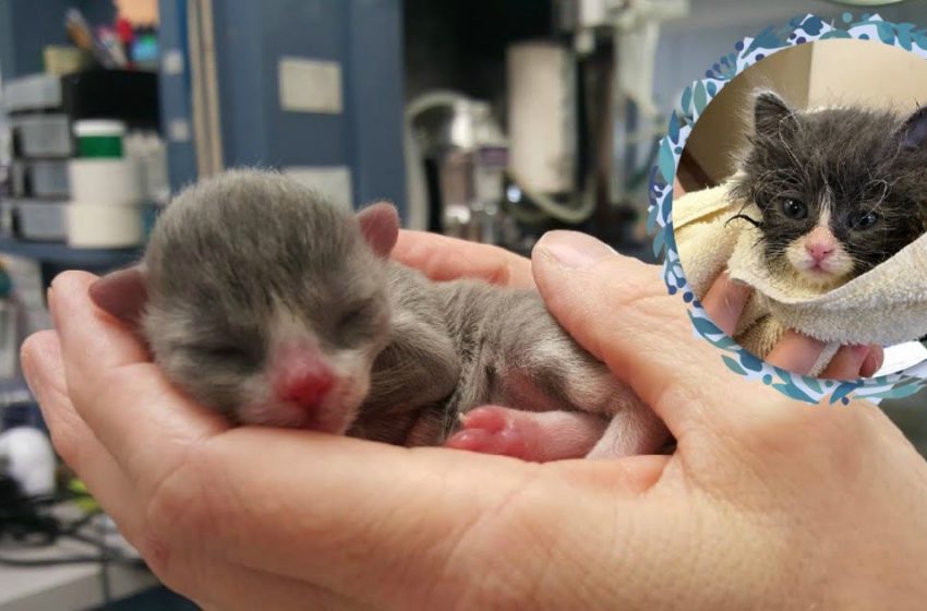  This little cat was not born ordinary at all. And that’s what he’s grown into now!