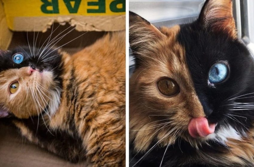  This cat named Chimera only looks ordinary in profile. But in reality she is a two-faced kitty