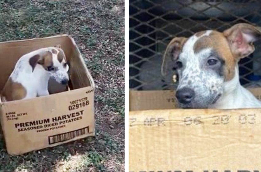  Abandoned dog refuses to leave cardboard box, waiting for owner’s return