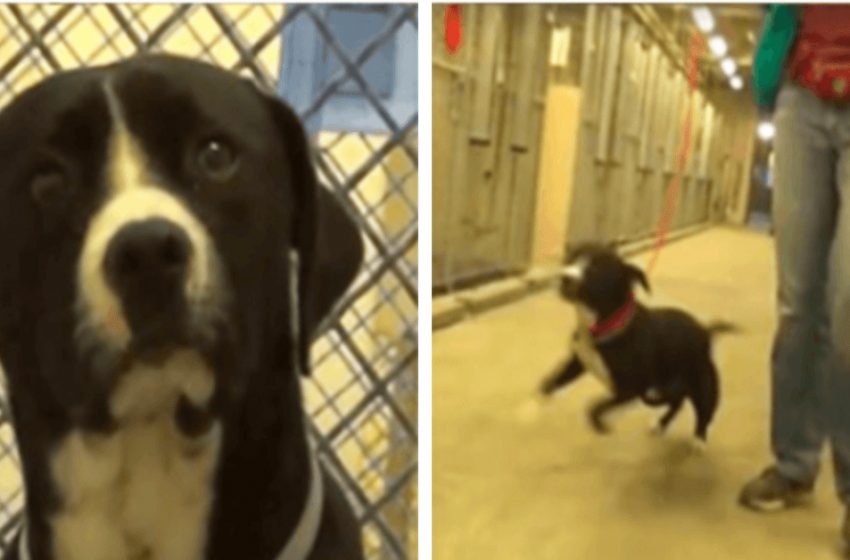  Frightened shelter dog jumps for joy when he realizes he’s being adopted