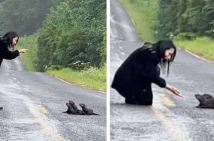  A woman noticed a furry lump on the road and knew what she had to do