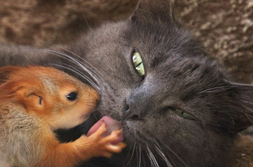  A cat became a foster mom for little squirrels