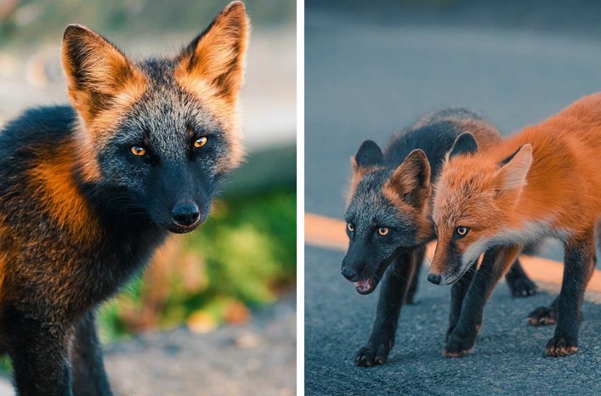  A Canadian photographer befriended a rare-colored fox, and she and her sister were posing for the man for eight weeks