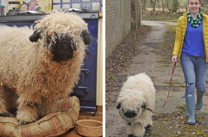  Because of his friendship with a Labrador, this sheep named Marley has to be taught anew to be a sheep. Since he is 100% sure that he is a dog