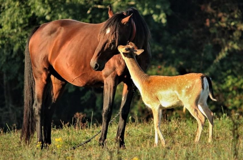  Every morning this young deer comes to the pasture to see the horse he thinks is his mother