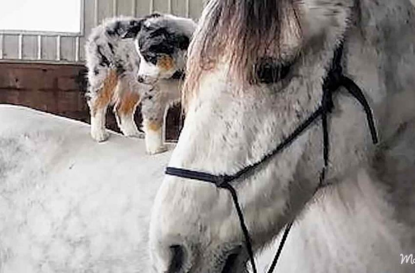  Fun-loving dog rides his favorite horse friend every day