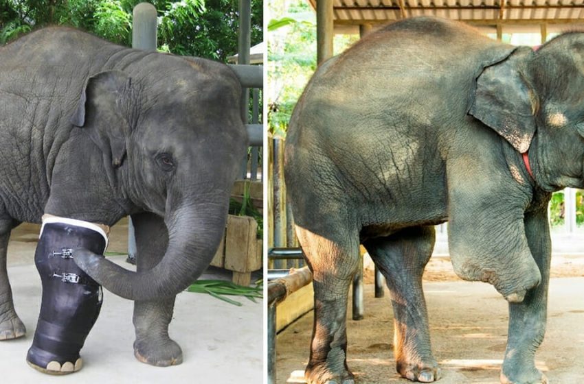  Baby elephant gets prosthetic leg after losing leg