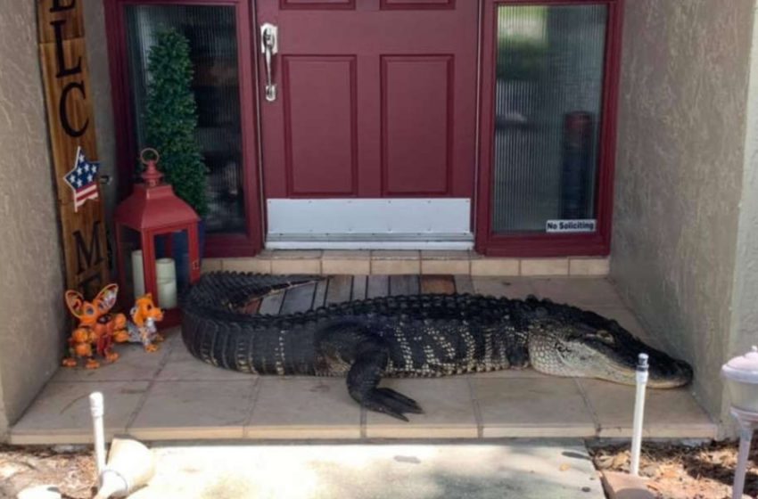  A family found a giant alligator on their doorstep as they opened the front door