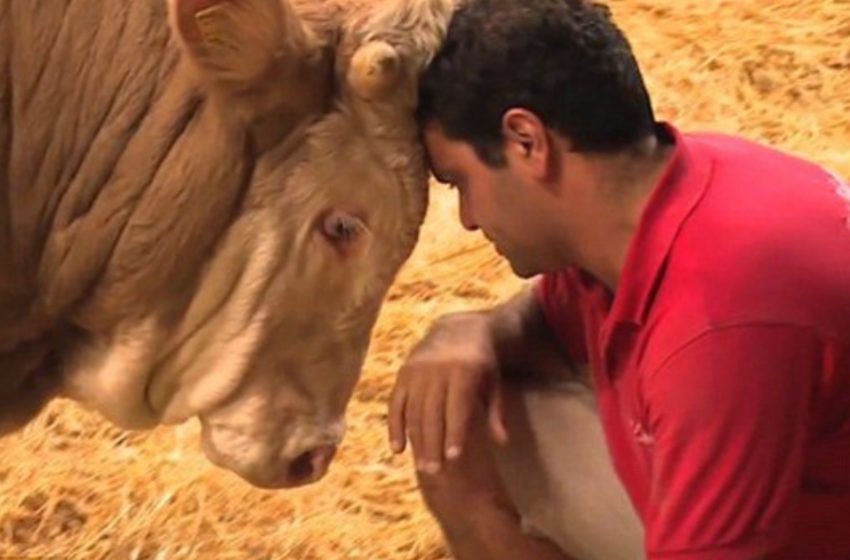  The bull has spent his whole life in confinement — the moment of his release is beautiful to contemplate