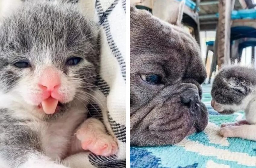  Bulldogs helped an abandoned two-day-old kitten survive