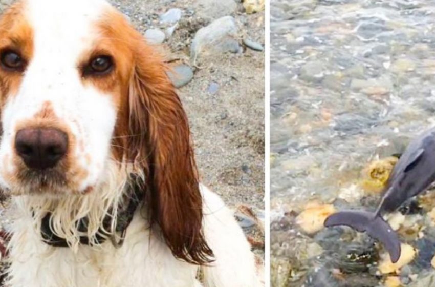  A dog helped rescue a baby dolphin stranded on the shore