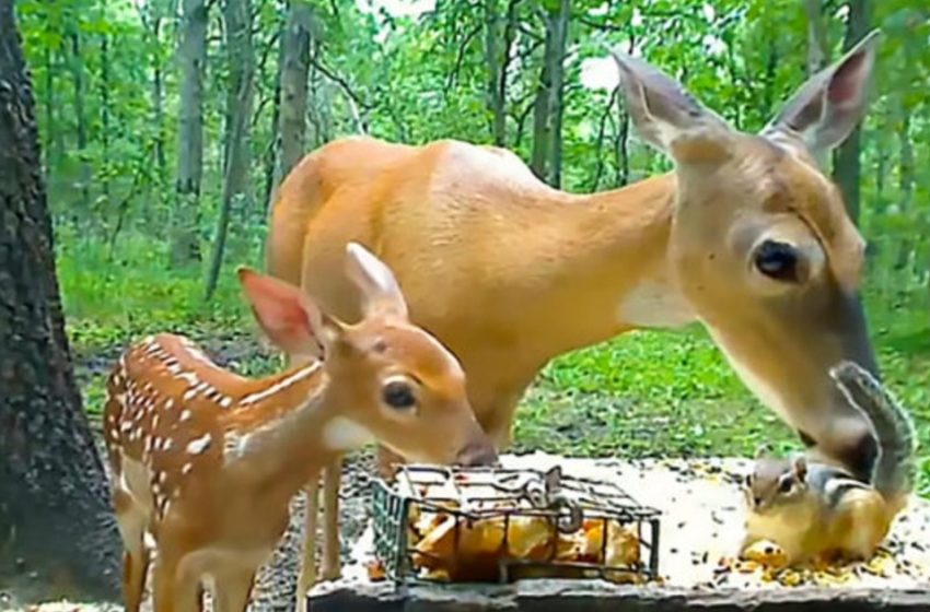  Beautiful video shows a chipmunk having lunch with a doe and a fawn as a family