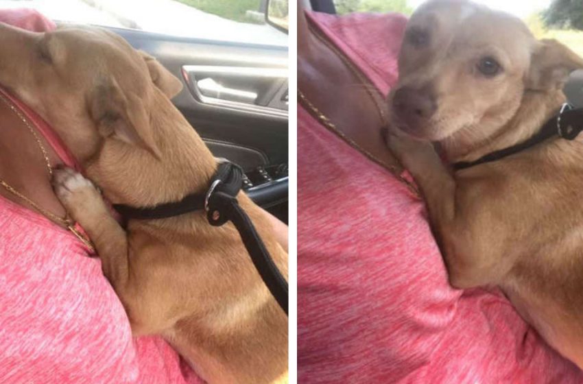  The little dog never stops thanking the man who rescued him