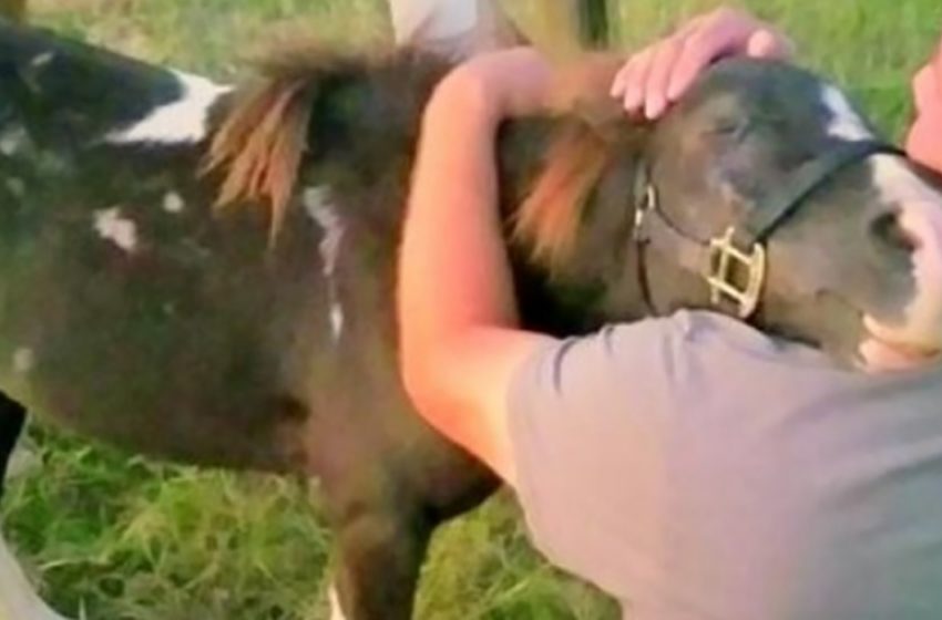  Abused pony hugs man who saved him at the last moment before selling him for meat