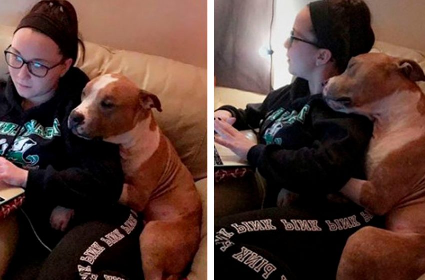  Pit bull taken from the shelter can’t stop hugging his new owner