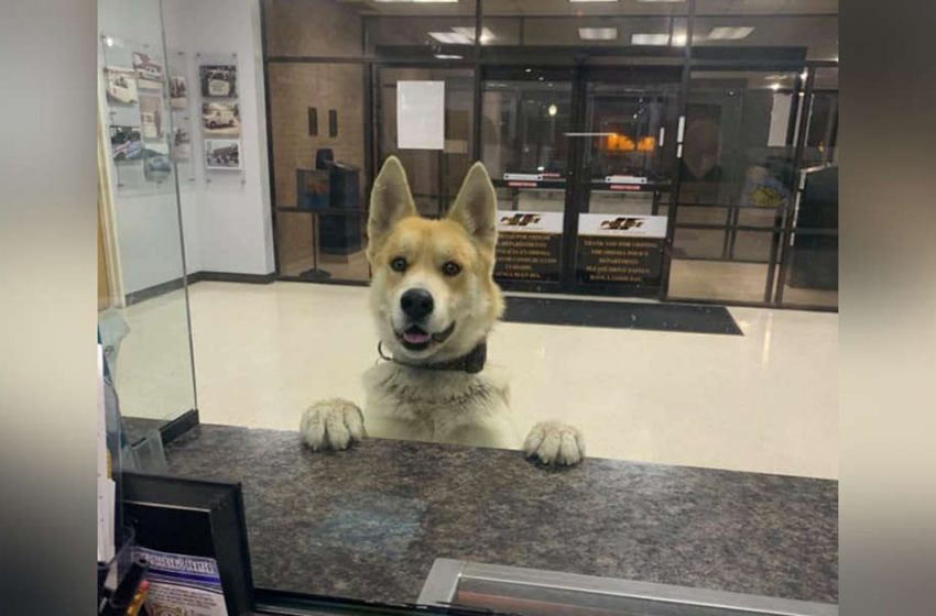  A dog walked into a police station and went around to report him missing