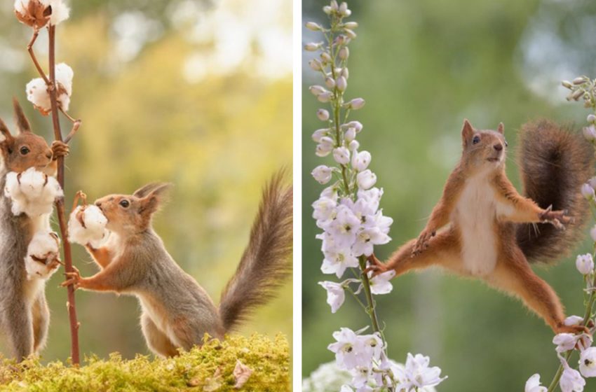  Taking after this ruddy squirrel for six a long time a picture taker captured a few of his prettiest pictures