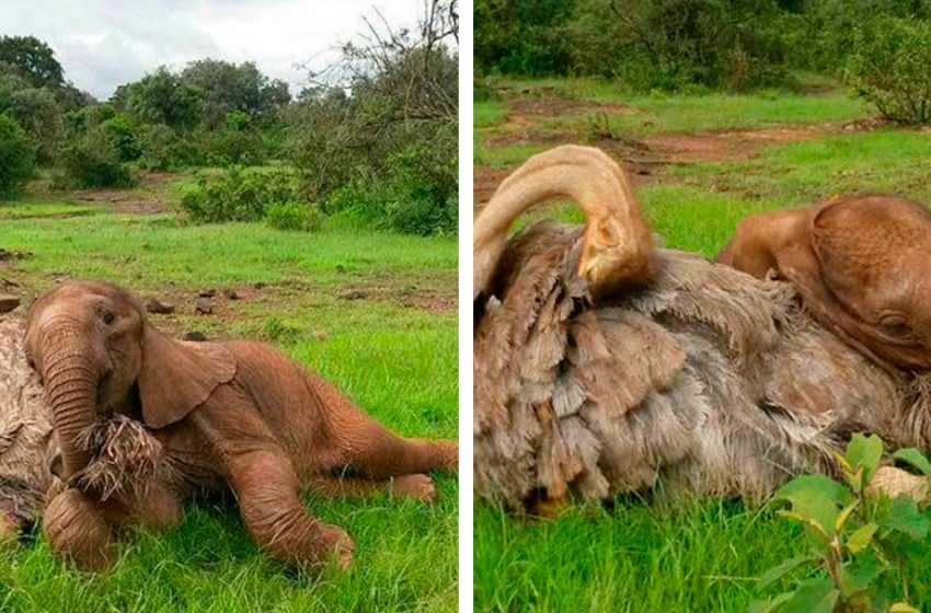  The story of the friendship between an orphan elephant and an ostrich. They cuddle every day!