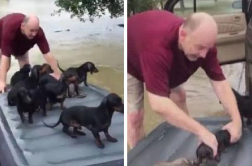  While people were saving their property, he went back for the neighbor’s puppies