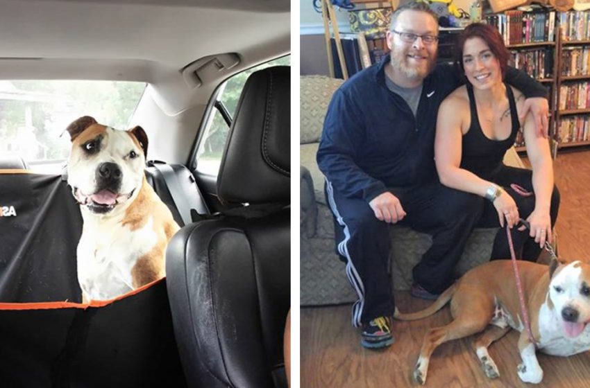  A homeless pit bull heroically saved a woman from a criminal. But unfortunately, he got hurt