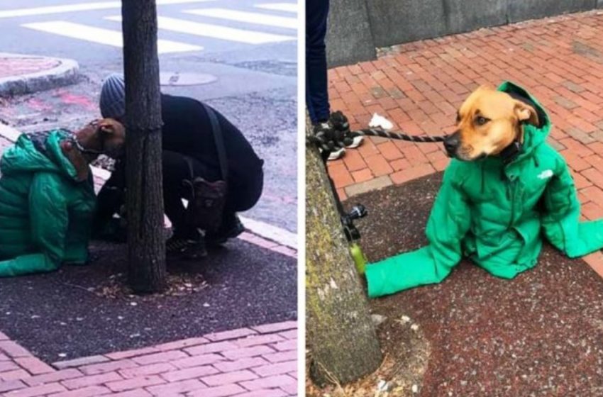  The girl put her jacket on the dog to keep him warm