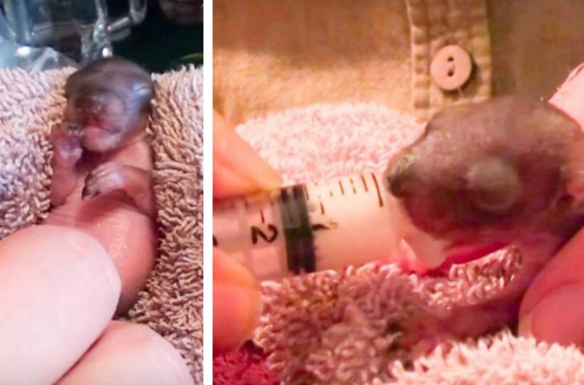  The couple spent 70 days nursing baby squirrels that had fallen out of the nest